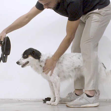 Pechera FlyHarness para Perros Galaxy